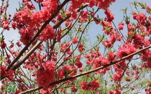 春分開(kāi)什么花？春分什么花開(kāi)？