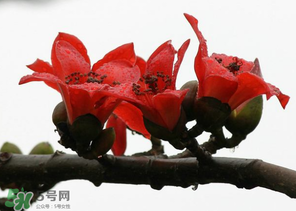 春分會下雨嗎？春分節(jié)氣下雨好還是不好？