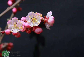 春分會下雨嗎？春分節(jié)氣下雨好還是不好？