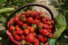 家里可以種草莓嗎？陽(yáng)臺(tái)上可以種草莓嗎？