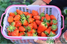 家里可以種草莓嗎？陽(yáng)臺(tái)上可以種草莓嗎？