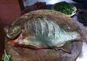 三月份吃什么魚？3月份吃什么魚好？