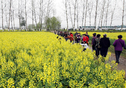 清明節(jié)出去旅游好嗎？清明節(jié)可以出去旅行嗎？