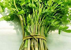 孕婦可以吃野芹菜嗎？孕婦吃野芹菜有什么好處？