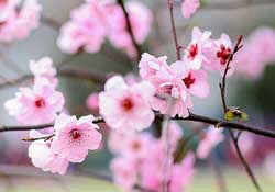 春分開什么花？春分什么花開？