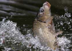 驚蟄過后好釣魚嗎？驚蟄后陰雨天好釣魚嗎？