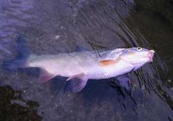 3月份釣魚用什么餌料？三月份釣魚用什么魚餌？