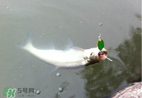 ?3月份可以釣翹嘴嗎？翹嘴幾月份好釣？