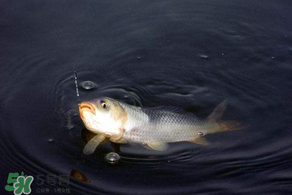 3月份釣魚用什么餌料？三月份釣魚用什么魚餌？