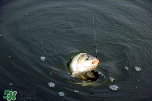 3月份釣魚用什么餌料？三月份釣魚用什么魚餌？