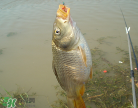 三月份釣鯉魚好釣嗎？3月份釣鯉魚用什么好？