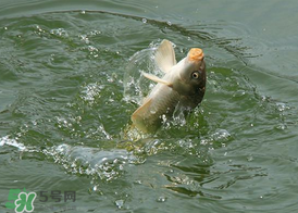 三月份釣鯉魚好釣嗎？3月份釣鯉魚用什么好？