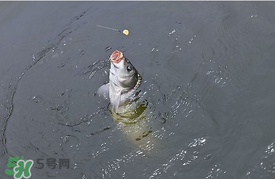 三月份釣鯉魚好釣嗎？3月份釣鯉魚用什么好？
