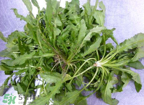薺菜葉子黃了能吃嗎？薺菜發(fā)黃能吃嗎？
