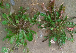 野生薺菜長(zhǎng)什么樣？野生薺菜怎么識(shí)別？
