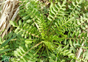 野生薺菜長(zhǎng)什么樣？野生薺菜怎么識(shí)別？