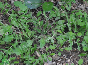 野生薺菜長(zhǎng)什么樣？野生薺菜怎么識(shí)別？