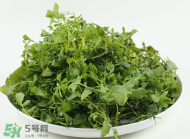 薺菜多少錢一斤？野生薺菜多少錢一斤？