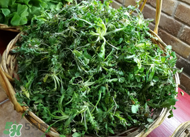 腎結(jié)石能吃薺菜嗎？腎結(jié)石可以吃薺菜嗎？