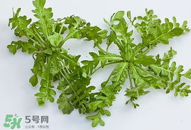 薺菜有蟲(chóng)子嗎？薺菜根有蟲(chóng)子嗎？