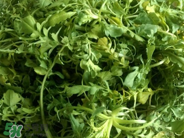 薺菜怎么保存？薺菜可以曬干存放嗎？