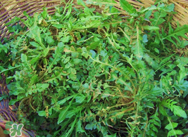 薺菜怎么保存？薺菜可以曬干存放嗎？