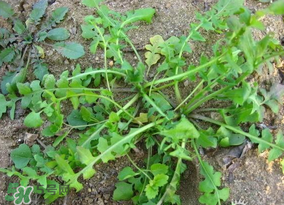 薺菜怎么保鮮？新鮮薺菜如何保鮮？