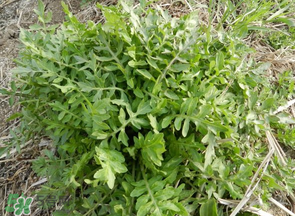 薺菜什么季節(jié)有？薺菜什么時(shí)候上市？