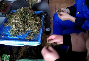 薺菜什么季節(jié)有？薺菜什么時(shí)候上市？