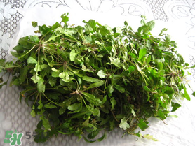 薺菜什么時候播種？薺菜什么時候挖？