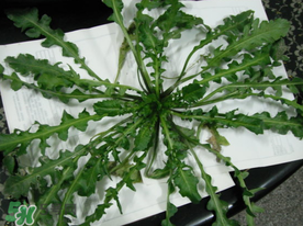 薺菜什么時候播種？薺菜什么時候挖？