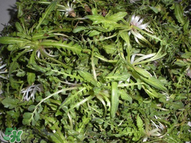 薺菜什么時候播種？薺菜什么時候挖？