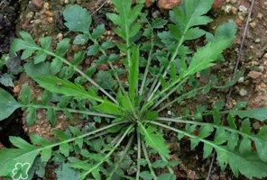 哺乳期能吃薺菜嗎？哺乳期吃薺菜會(huì)回奶嗎？