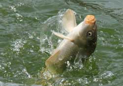 3月份釣什么魚(yú)？3月份怎么釣魚(yú)？