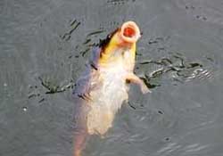 三月份釣鯉魚好釣嗎？3月份釣鯉魚用什么好？