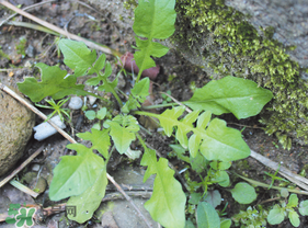 薺菜是什么菜？薺菜是什么野菜？