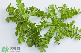 薺菜是什么菜？薺菜是什么野菜？