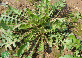 薺菜是什么菜？薺菜是什么野菜？