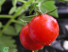 薺菜可以和西紅柿一起吃嗎？薺菜和西紅柿一起吃好嗎？