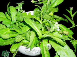 薺菜能和青菜一起吃嗎？薺菜和青菜一起吃好嗎？