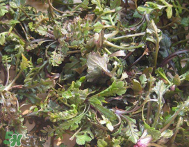 薺菜上有白點能吃嗎？薺菜背面有白點是什么？