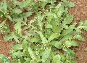 薺菜上的蟲(chóng)子可以吃嗎？薺菜有蟲(chóng)能吃嗎？