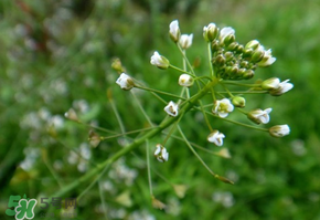 薺菜上的蟲(chóng)子可以吃嗎？薺菜有蟲(chóng)能吃嗎？