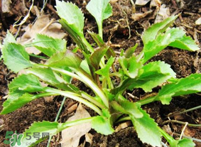 蒲公英和薺菜的能同食嗎？薺菜和蒲公英的區(qū)別