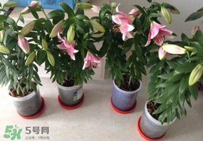 3月份可以種百合花嗎？百合幾月種植？
