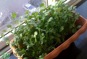 三月份可以種香菜嗎？香菜幾月份播種？