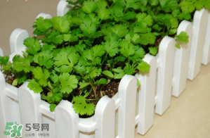 三月份可以種香菜嗎？香菜幾月份播種？