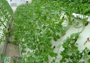 三月份可以種香菜嗎？香菜幾月份播種？