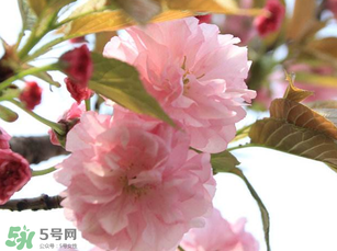 四月份還有櫻花嗎？四月份哪里有櫻花？