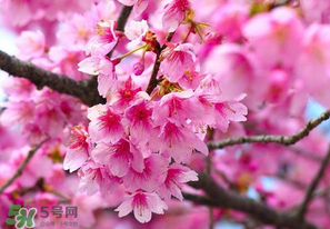 四月份還有櫻花嗎？四月份哪里有櫻花？